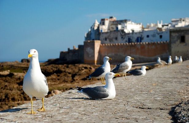Essaouira Full Day Trip From Marrakech-Essaouira Morocco Day Trip