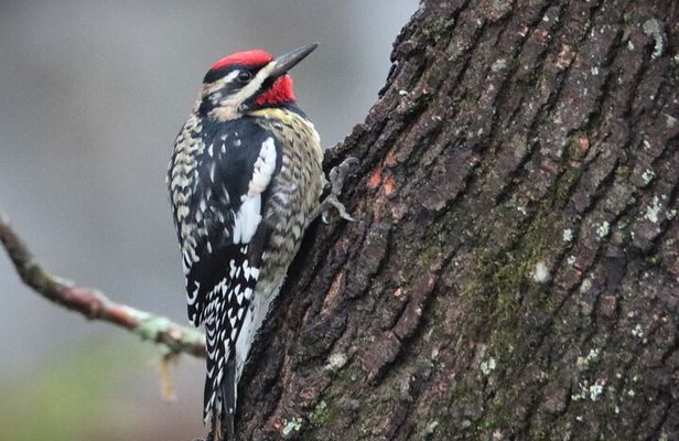Private Birdwatching Walking Activity in Hendersonville