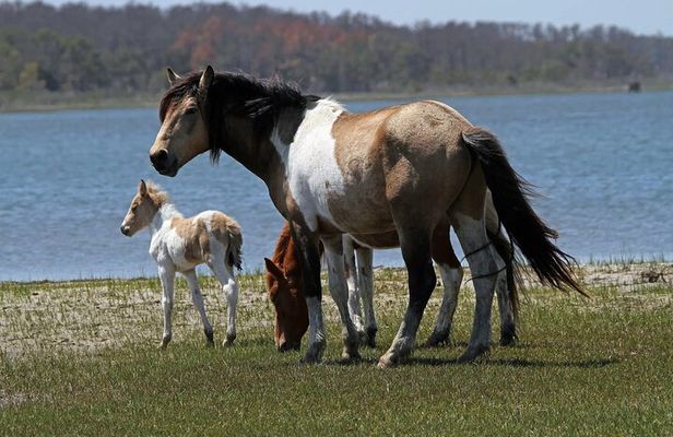 Narrated Tour of Chincoteague, Wild Pony and Nature Cruise