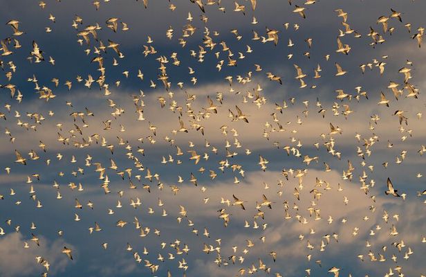 Guided Tour at Pukorokoro Shorebird Centre