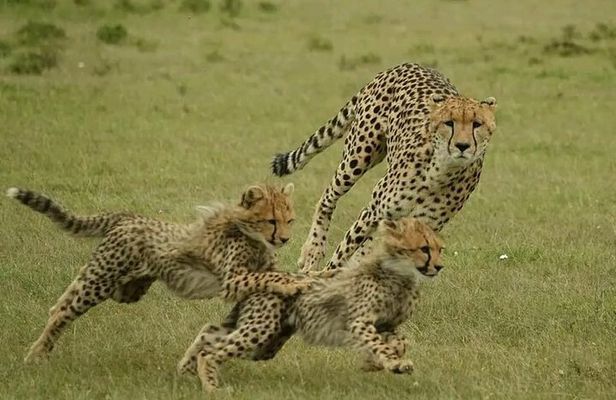 3-Days Masai Mara Group Safari with Maasai Village Visit