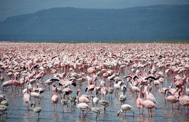 6-Day of Luxury Tanzania Safari from Savannah to Crater Adventure
