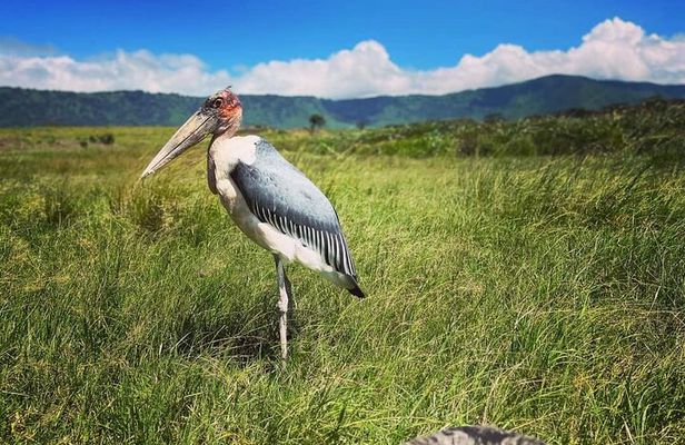 8 Day Perfect Tanzanian Safari Explore Northern Circuit 