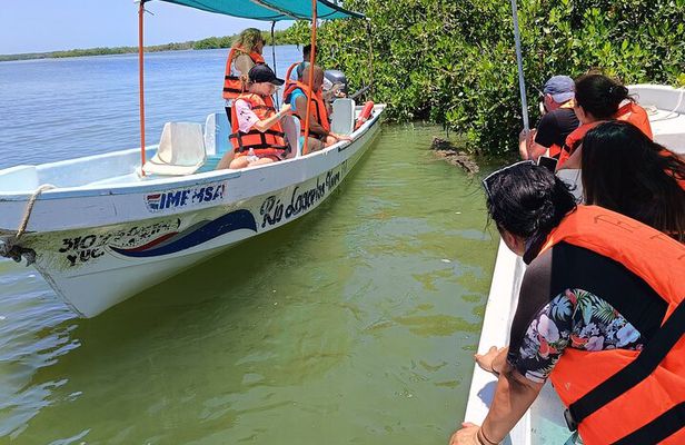 Nature Tour in Rio Lizards: Crocodiles and Flamingos