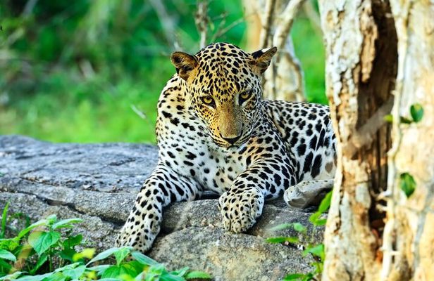 Yala National Park Leopard Safari Wildlife Private Adventure