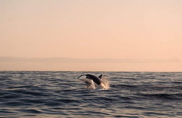 Summer Whale Safari in Andenes (Andøy, Vesterålen)