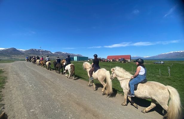 Horse Riding Tour and Explore Scenery in Gásir Akureyri