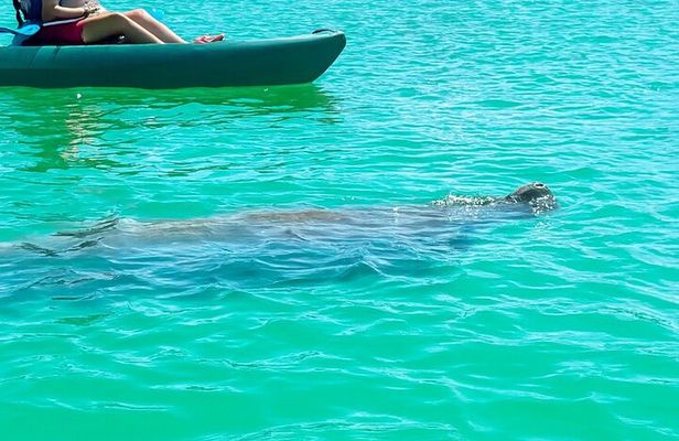 Bonita Springs Eco Kayak Tour – Best Gear, Premium&Clear Kayaks