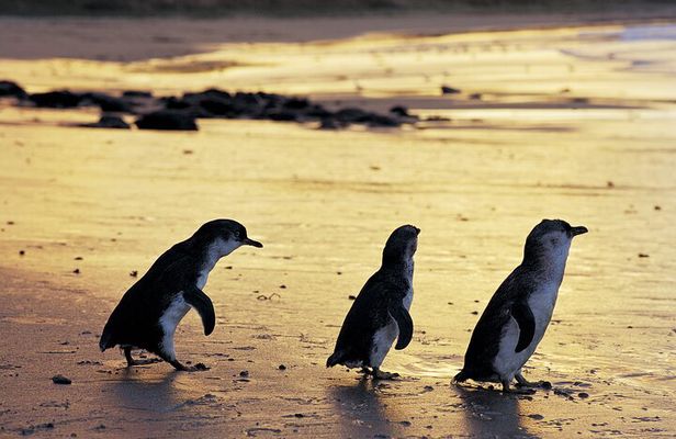 Luxury Phillip Island Tour for Families & Explorers [up to 10Pax]