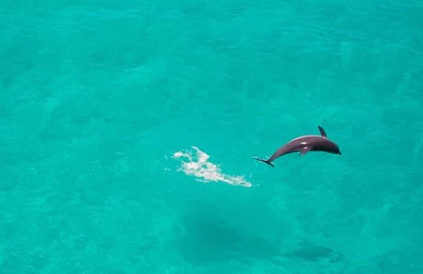 Mnemba Island Snorkel and Seafood BBQ Adventure