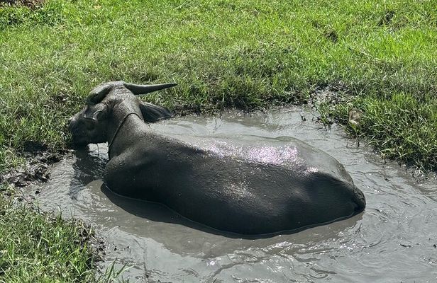 Hoi An Countryside and Old Town Private Tour