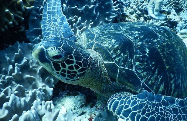 Ishigaki Island Snorkeling Tour - Let's swim with corals and mackerel!!～