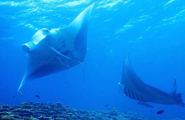 Ishigaki Island Snorkeling Tour - Let's swim with corals and mackerel!!～