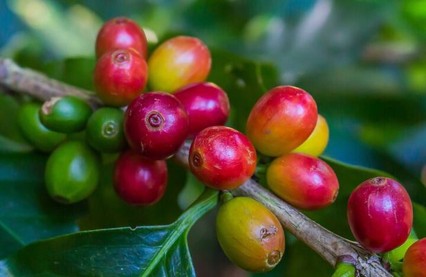 Coffee, Nature and Culture with Tica Family in Monteverde