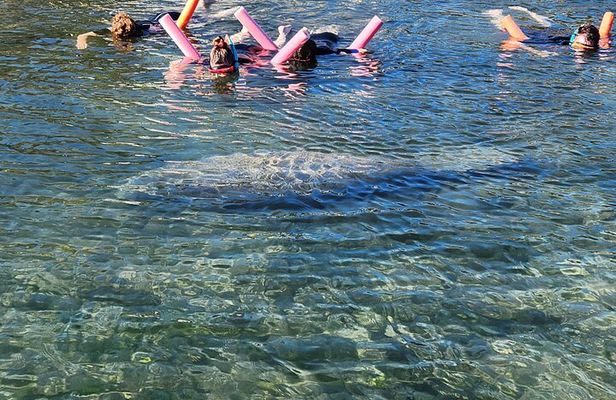 Swim With Manatees In Crystal River