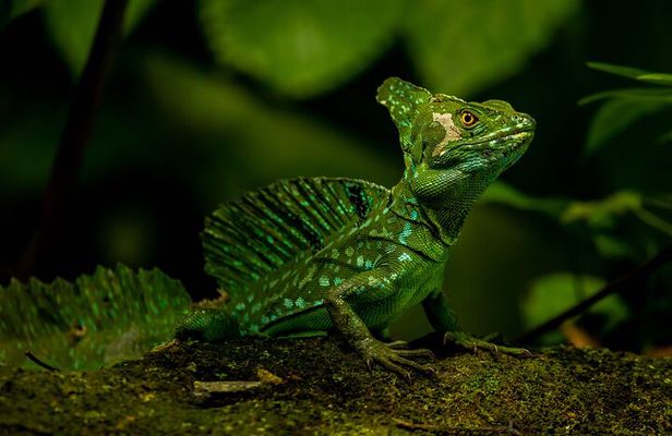 Guided Walk in the Tropical Forest with Typical Lunch