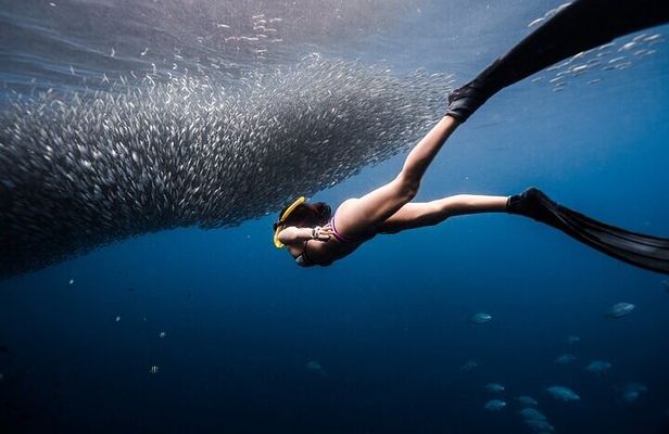 Discover Freediving One Amazing Day