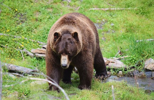 Fortress of the Bear & Totems Historical Tour