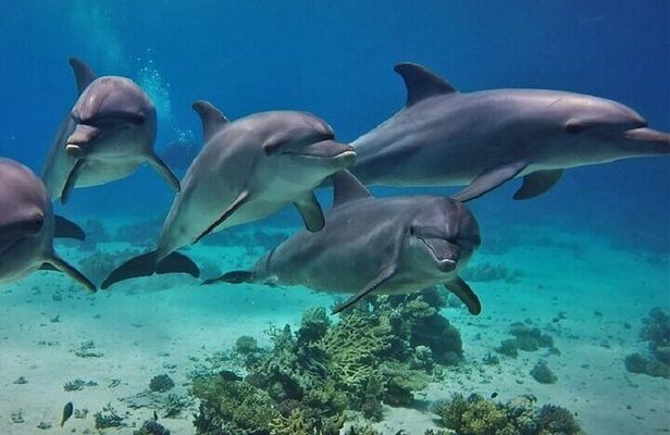 Full Day Private Boat Trip Dolphin House, Snorkeling - Hurghada