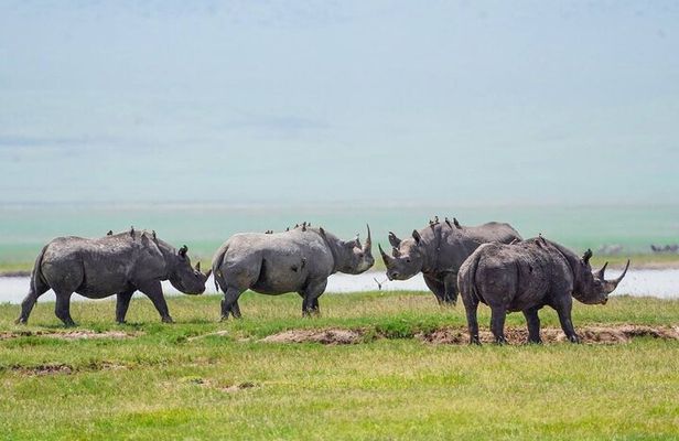 4-Day Group Tour Explore Tarangire, Serengeti and Ngorongoro