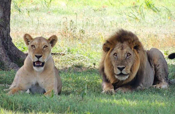 3 Hours Big 5 Safari at Aquila Game Reserve from Cape Town