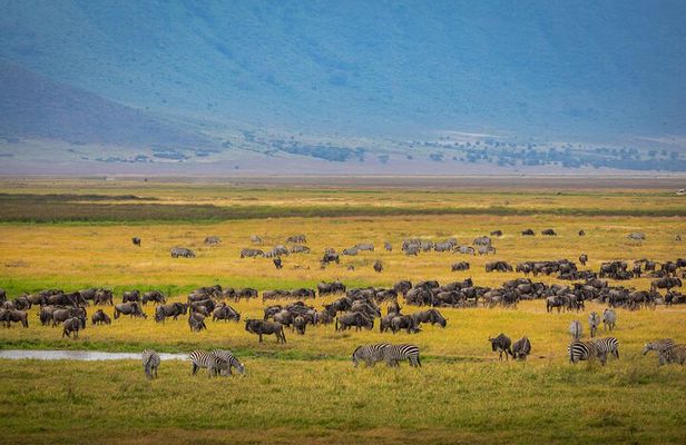 5 Days Luxury Safari Through Tarangire Serengeti and Ngorongoro