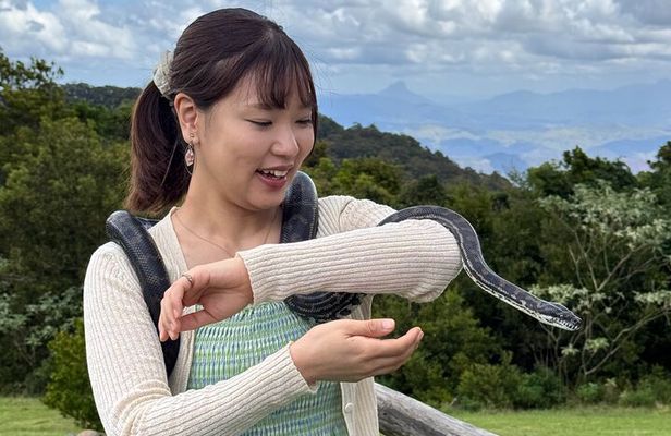 Lamington Day Tour O’Reilly’s Treetop, Wildlife and Wine Tasting