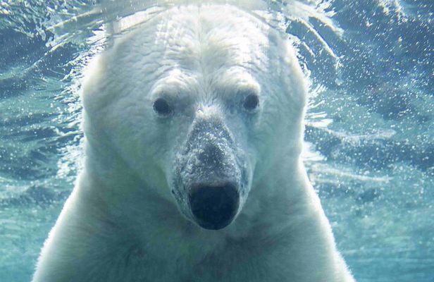 Wilder Institute/Calgary Zoo: Entry Ticket