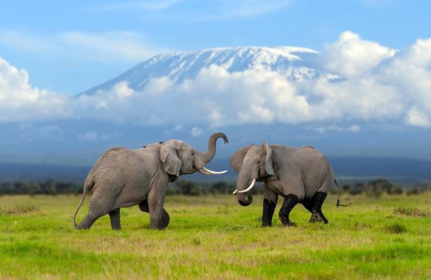 From Nairobi to Amboseli National Park and Maasai Village Tour