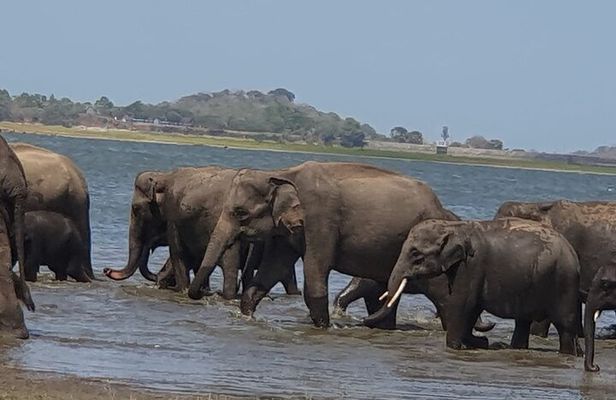 Minneriya National Park Half Day Private Jeep Safari