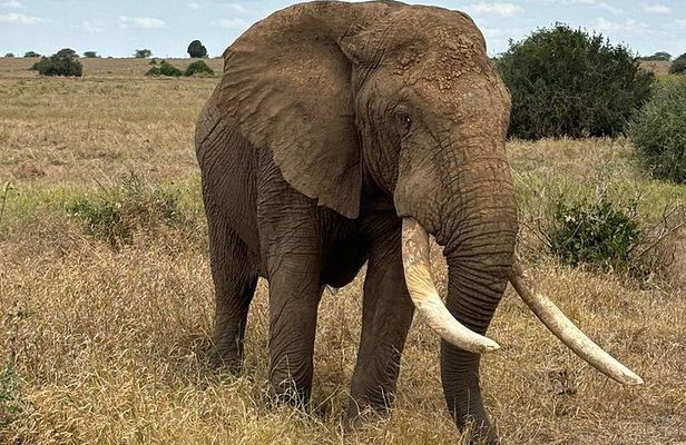 Elky 3 Days Amboseli and Tsavo East Safari