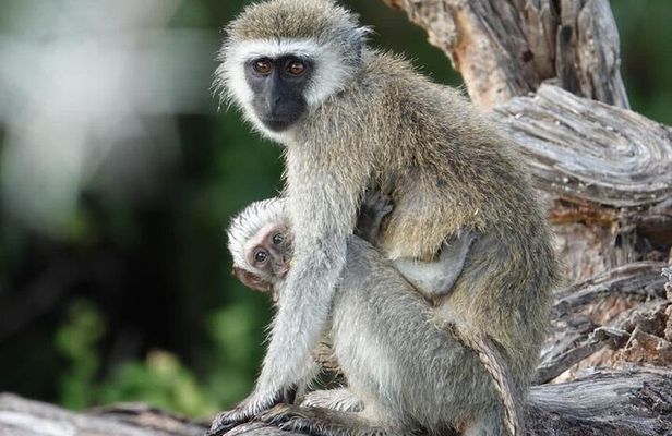 Nairobi National Park Safari Tour with Professional Guide