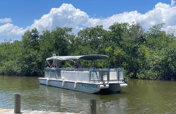 Dolphin Eco Cruise Nature Adventure in Cocoa Beach