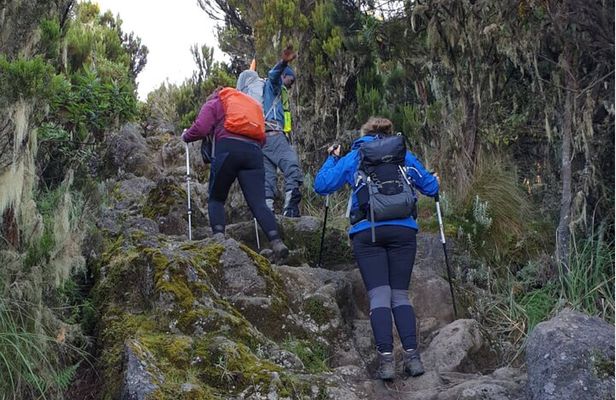 8 Day Kilimanjaro Climb via Lemosho Route 
