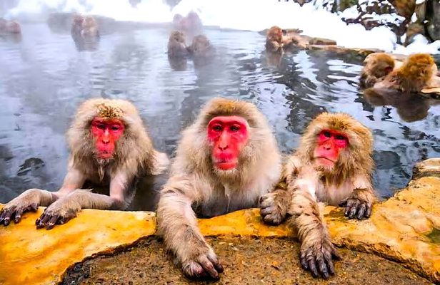 Nagano Snow Monkey Park Zenkoji Temple Day Trip
