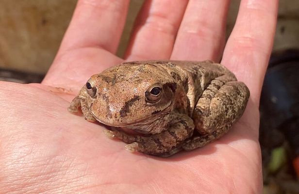 Biologist led Jungle Hike in Sayulita: Explore Natikari Reserve