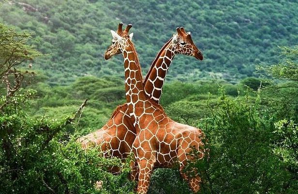 Early Morning Safari at Nairobi National Park