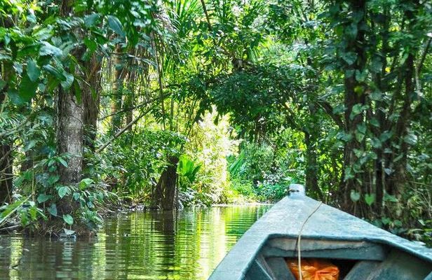 4Day Amazon Rainforest Tour in Tambopata National Reserve
