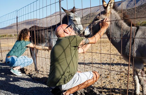 Fuerteventura Aloe Vera Workshop, Farm Tour and Local Tasting