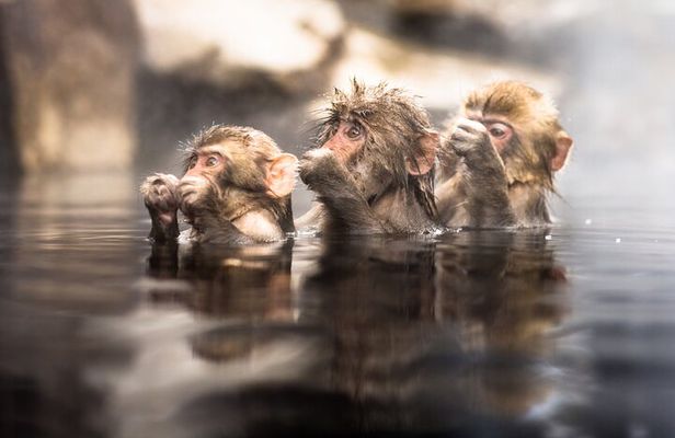 Nagano's Famous Snow Monkeys -Personalized Private Tour
