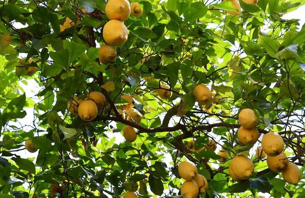 Discover Sorrento through lemons and olive trees