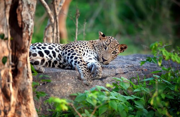 8-Day Sri Lanka Tour from Colombo – Sigiriya, Kandy & Mirissa