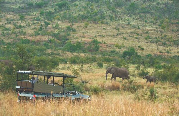 3-Day Big Five Safari in Pilanesberg National Park