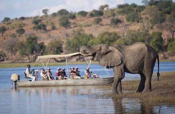 Full Day Chobe Safari: Game Drive plus River Cruise 