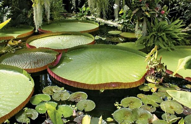  Phuket Pink Cafe with Giant Water Lily Pond Postcard