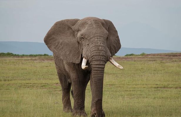 Nairobi: Day Trip to Amboseli National Park + Maasai Village