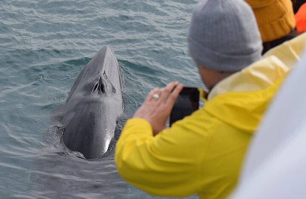 Húsavík Whale Watching Tour with Heated Indoor Seating