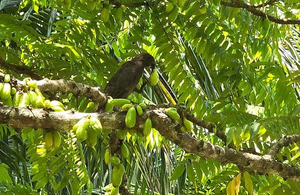 Praslin Private Tours Vallee de Mai Praslin Museum Anse Lazio