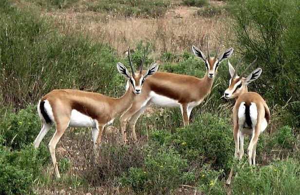  Visite The National Parc of Souss Massa