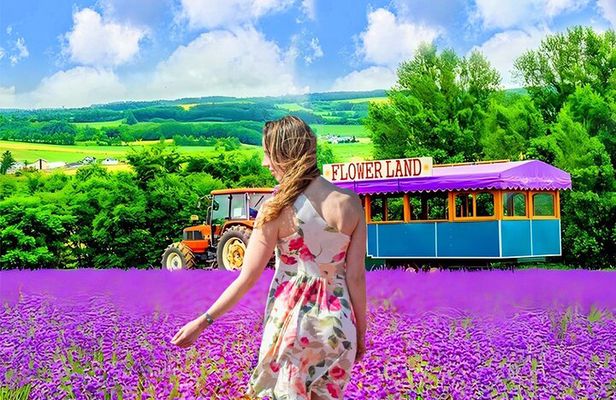 Hokkaido Sapporo Furano Lavender Biei Blue Pond Tour with Lunch